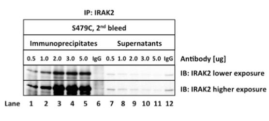 IRAK2