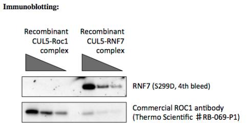 RNF7