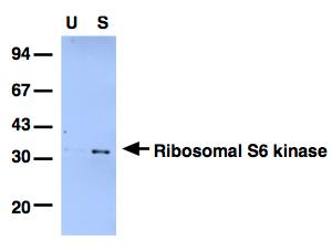 20 μg of unstimulated (U) and IGF stimulated (S) 293 cell lysates were separated by SDS-Page transferred to nitrocellulose membrane and blotted with the anti-ribosomal S6 phospho Ser 235 antibody at 1 μg/ml in the presence of 10 μg/ml of the non- phosphorylated peptide. Binding of the primary antibody was detected using rabbit peroxidase conjugated anti-sheep IgG (1 in 10, 000 dilution, Pierce) followed by enhanced chemiluminscence (ECL, Amersham). Ribosomal S6 protein