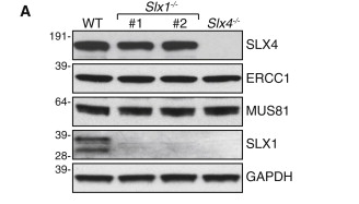 ERCC1