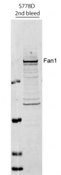 FAN1 (1 - 300 mouse) (MTMR15)
